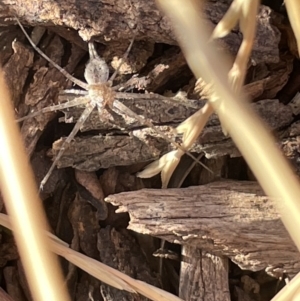 Tamopsis sp. (genus) at Casey, ACT - 14 Jan 2023 06:12 PM