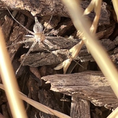 Tamopsis sp. (genus) (Two-tailed spider) at Casey, ACT - 14 Jan 2023 by Hejor1