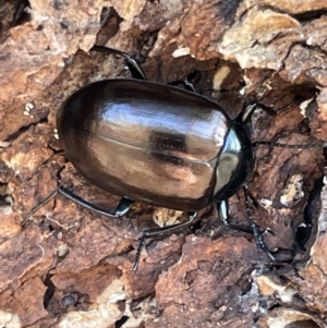 Chalcopteroides cupripennis at Casey, ACT - 14 Jan 2023