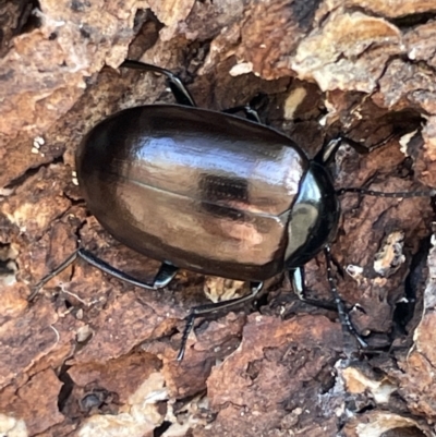 Chalcopteroides cupripennis (Rainbow darkling beetle) at Casey, ACT - 14 Jan 2023 by Hejor1