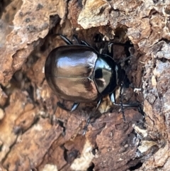 Chalcopteroides cupripennis at Casey, ACT - 14 Jan 2023