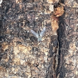 Senostoma sp. (genus) at Casey, ACT - 14 Jan 2023 06:24 PM