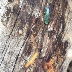 Primeuchroeus sp. (genus) (Cuckoo Wasp) at Casey, ACT - 14 Jan 2023 by Hejor1