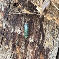 Primeuchroeus sp. (genus) at Casey, ACT - 14 Jan 2023 06:21 PM