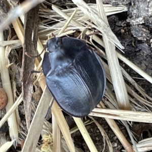 Pterohelaeus piceus at Casey, ACT - 14 Jan 2023