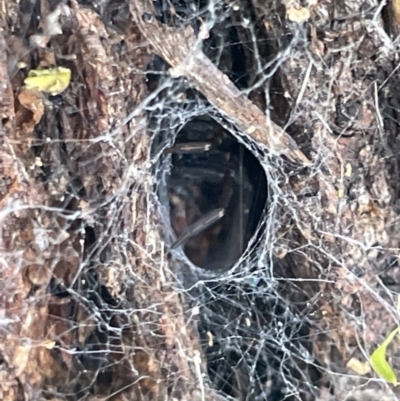 Unidentified Other web-building spider at Casey, ACT - 14 Jan 2023 by Hejor1