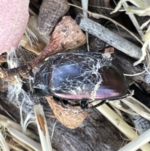 Chalcopteroides cupripennis at Casey, ACT - 14 Jan 2023