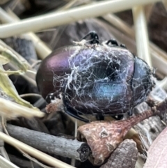 Chalcopteroides cupripennis at Casey, ACT - 14 Jan 2023