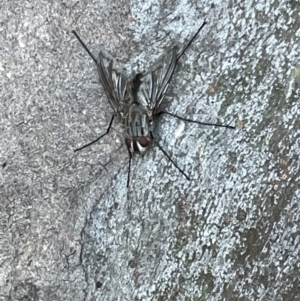 Senostoma sp. (genus) at Casey, ACT - 14 Jan 2023