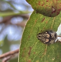 Paropsisterna sp. ("Ch11" of DeLittle 1979) (A leaf beetle) at Casey, ACT - 14 Jan 2023 by Hejor1