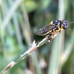 Xyloperga lalage (A perginae sawfly) at Casey, ACT - 14 Jan 2023 by Hejor1