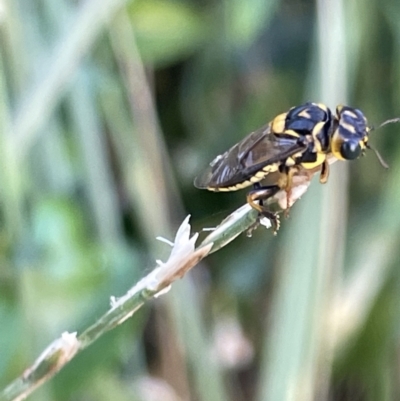 Pergagrapta bella (A sawfly) at Casey, ACT - 14 Jan 2023 by Hejor1