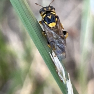 Xyloperga lalage at Casey, ACT - 14 Jan 2023 07:30 PM