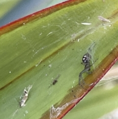 Unidentified Orb-weaving spider (several families) at Casey, ACT - 14 Jan 2023 by Hejor1