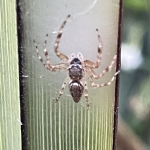 Helpis sp. (genus) at Casey, ACT - 14 Jan 2023