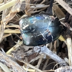 Chalcopteroides columbinus at Casey, ACT - 14 Jan 2023 06:38 PM