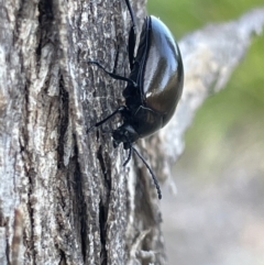 Chalcopteroides spectabilis (Rainbow darkling beetle) at Casey, ACT - 14 Jan 2023 by Hejor1