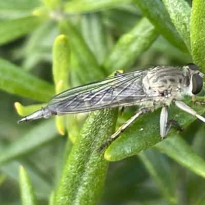 Cerdistus sp. (genus) (Slender Robber Fly) at Casey, ACT - 15 Jan 2023 by Hejor1