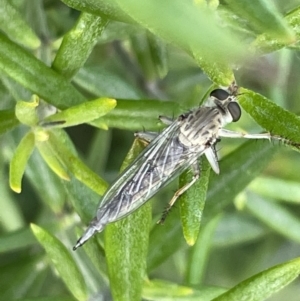 Cerdistus sp. (genus) at Casey, ACT - 15 Jan 2023 09:07 AM