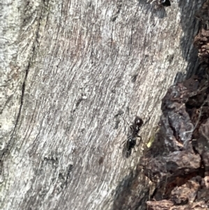 Crematogaster sp. (genus) at Casey, ACT - 15 Jan 2023