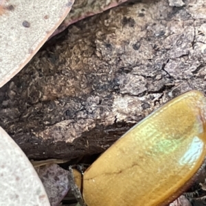 Anoplognathus sp. (genus) at Casey, ACT - 15 Jan 2023