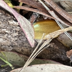 Anoplognathus sp. (genus) at Casey, ACT - 15 Jan 2023 09:24 AM