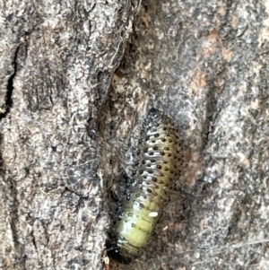 Paropsisterna beata at Casey, ACT - 15 Jan 2023 09:26 AM