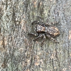 Unidentified Jumping & peacock spider (Salticidae) (TBC) at Casey, ACT - 14 Jan 2023 by Hejor1