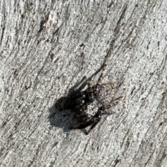 Servaea sp. (genus) (Unidentified Servaea jumping spider) at Casey, ACT - 14 Jan 2023 by Hejor1