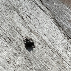 Servaea sp. (genus) at Casey, ACT - 15 Jan 2023 09:30 AM