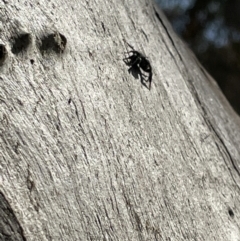 Servaea sp. (genus) at Casey, ACT - 15 Jan 2023 09:30 AM