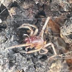 Clubiona sp. (genus) (TBC) at Casey, ACT - 14 Jan 2023 by Hejor1