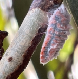 Monophlebulus sp. (genus) at Casey, ACT - 15 Jan 2023