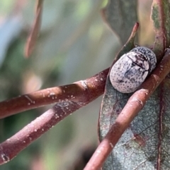 Trachymela sp. (genus) (Brown button beetle) at Casey, ACT - 14 Jan 2023 by Hejor1