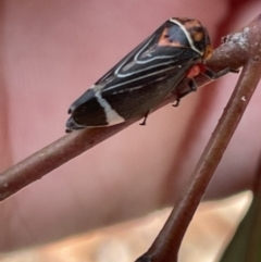 Eurymeloides lineata (Lined gumtree hopper) at Casey, ACT - 14 Jan 2023 by Hejor1