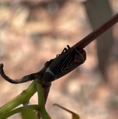 Eurymeloides lineata at Casey, ACT - 15 Jan 2023 10:01 AM