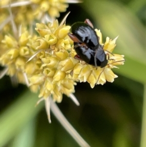 Arsipoda holomelaena at Casey, ACT - 15 Jan 2023