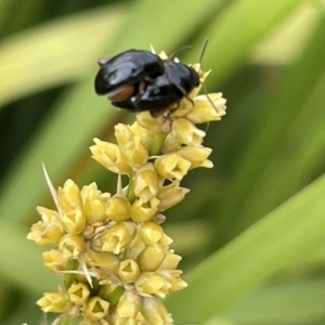 Arsipoda holomelaena at Casey, ACT - 15 Jan 2023