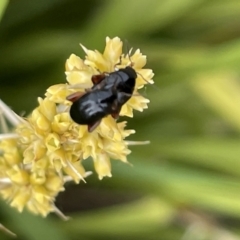 Arsipoda holomelaena at Casey, ACT - 15 Jan 2023