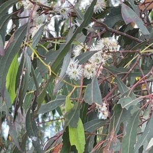 Eucalyptus globulus subsp. bicostata at Casey, ACT - 15 Jan 2023