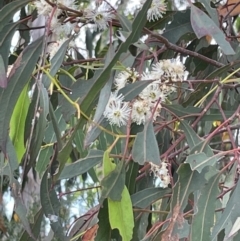 Eucalyptus globulus subsp. bicostata (Southern Blue Gum, Eurabbie) at Casey, ACT - 14 Jan 2023 by Hejor1