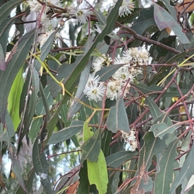 Eucalyptus globulus subsp. bicostata (Southern Blue Gum, Eurabbie) at Casey, ACT - 14 Jan 2023 by Hejor1