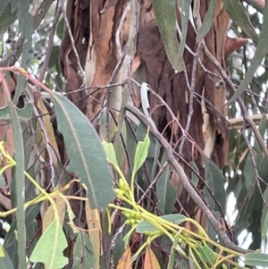 Eucalyptus globulus subsp. bicostata at Casey, ACT - 15 Jan 2023