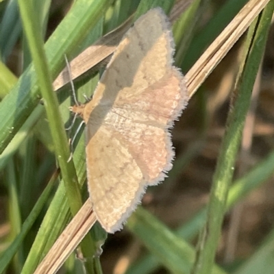 Scopula rubraria (Reddish Wave, Plantain Moth) at Nicholls, ACT - 15 Jan 2023 by Hejor1