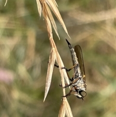 Cerdistus sp. (genus) (Slender Robber Fly) at Nicholls, ACT - 15 Jan 2023 by Hejor1