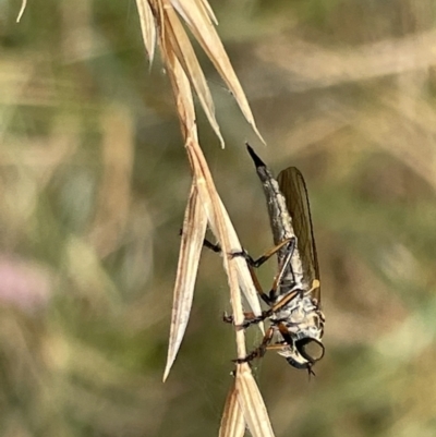 Cerdistus sp. (genus) (Slender Robber Fly) at Nicholls, ACT - 15 Jan 2023 by Hejor1