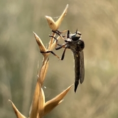 Cerdistus sp. (genus) at Nicholls, ACT - 15 Jan 2023