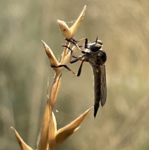 Cerdistus sp. (genus) at Nicholls, ACT - 15 Jan 2023