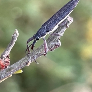 Rhinotia phoenicoptera at Ainslie, ACT - 15 Jan 2023 06:51 PM