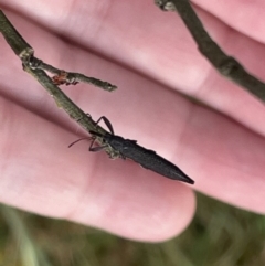 Rhinotia phoenicoptera at Ainslie, ACT - 15 Jan 2023